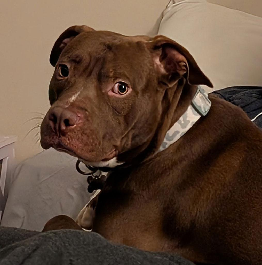 Elias, a ADOPTABLE mixed breed in Bowie, MD image 4/4