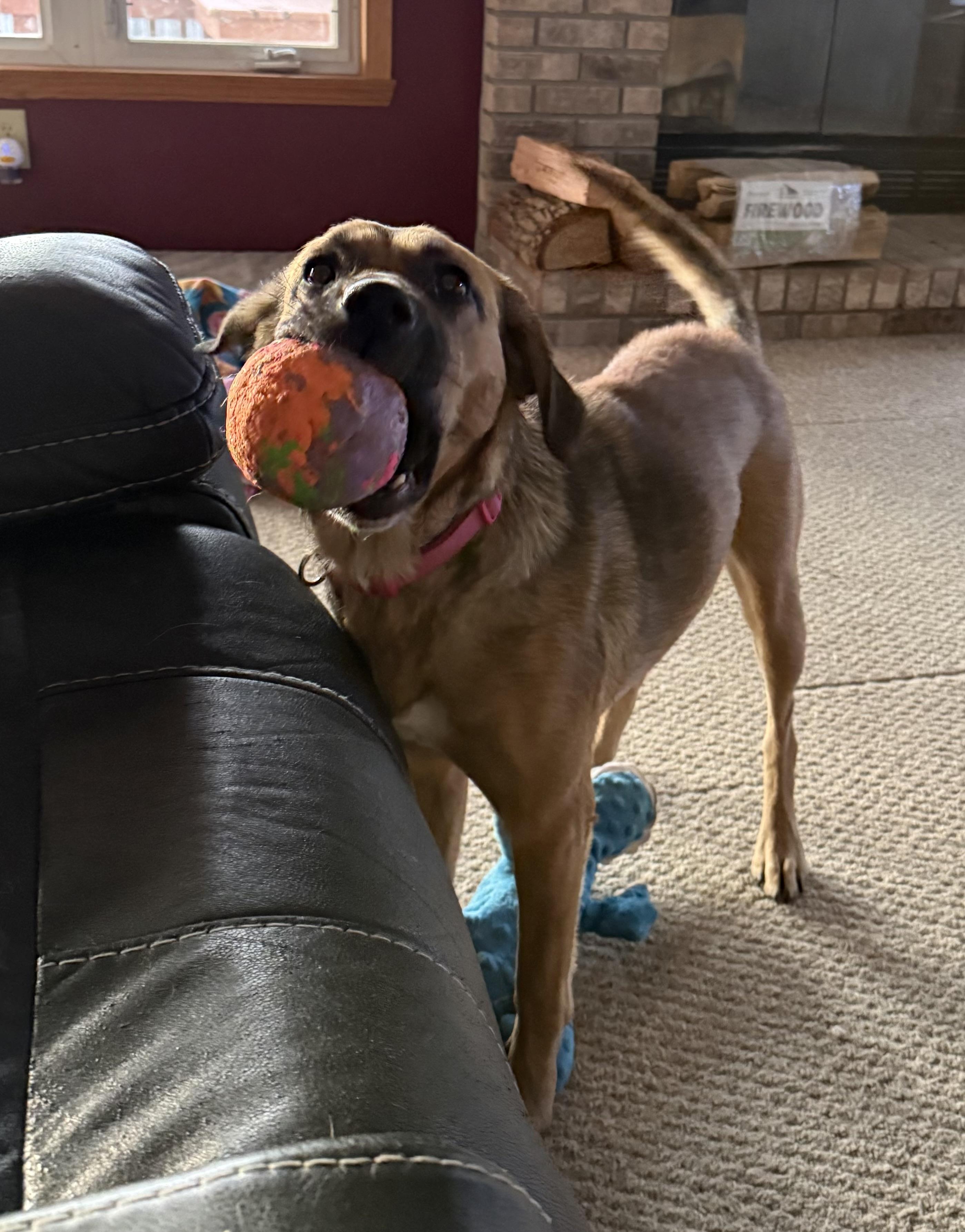 Enlarge Hazel, a ADOPTABLE Mixed Breed in Byron, IL image 4/6