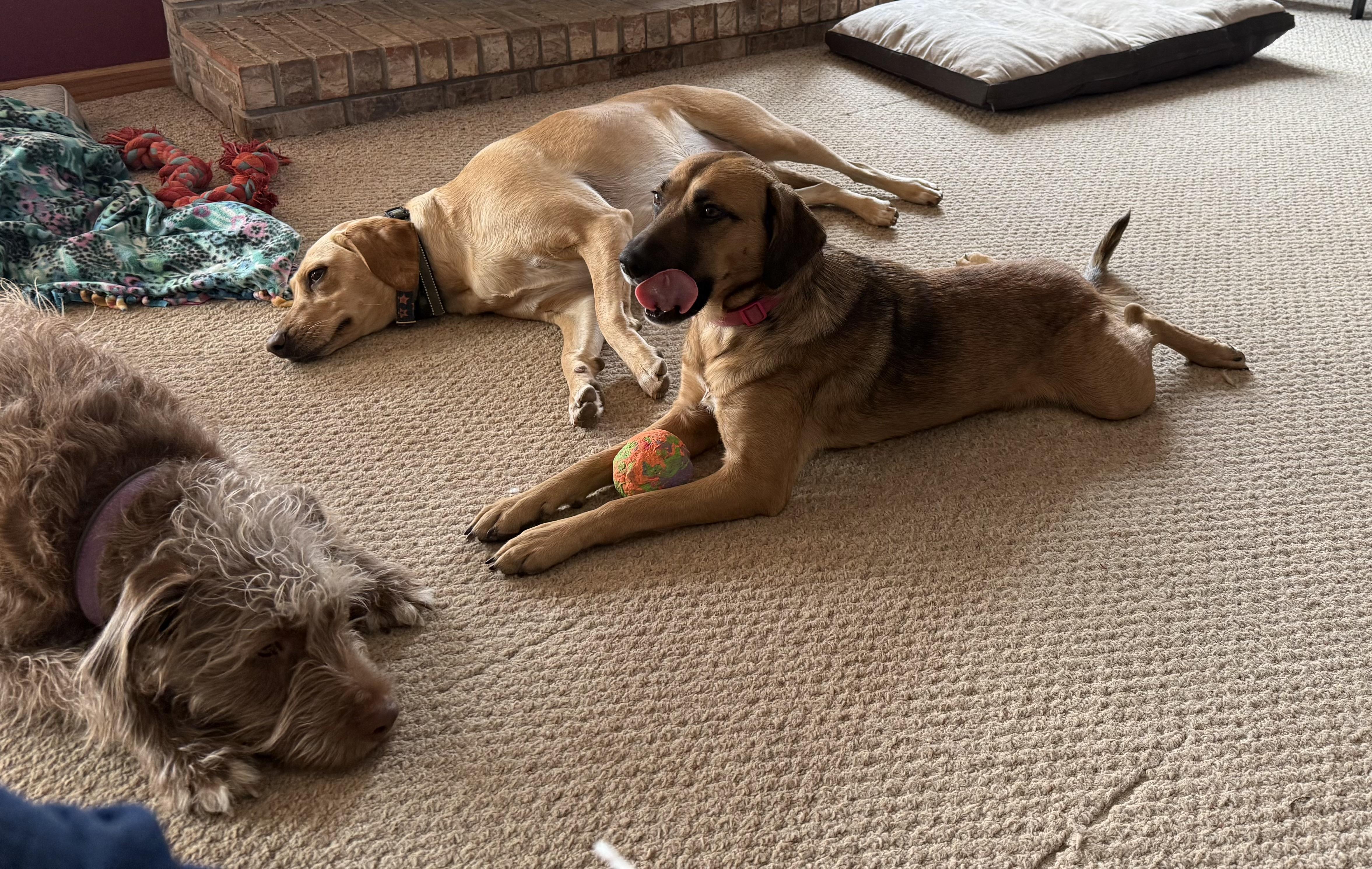 Enlarge Hazel, a ADOPTABLE Mixed Breed in Byron, IL image 3/6