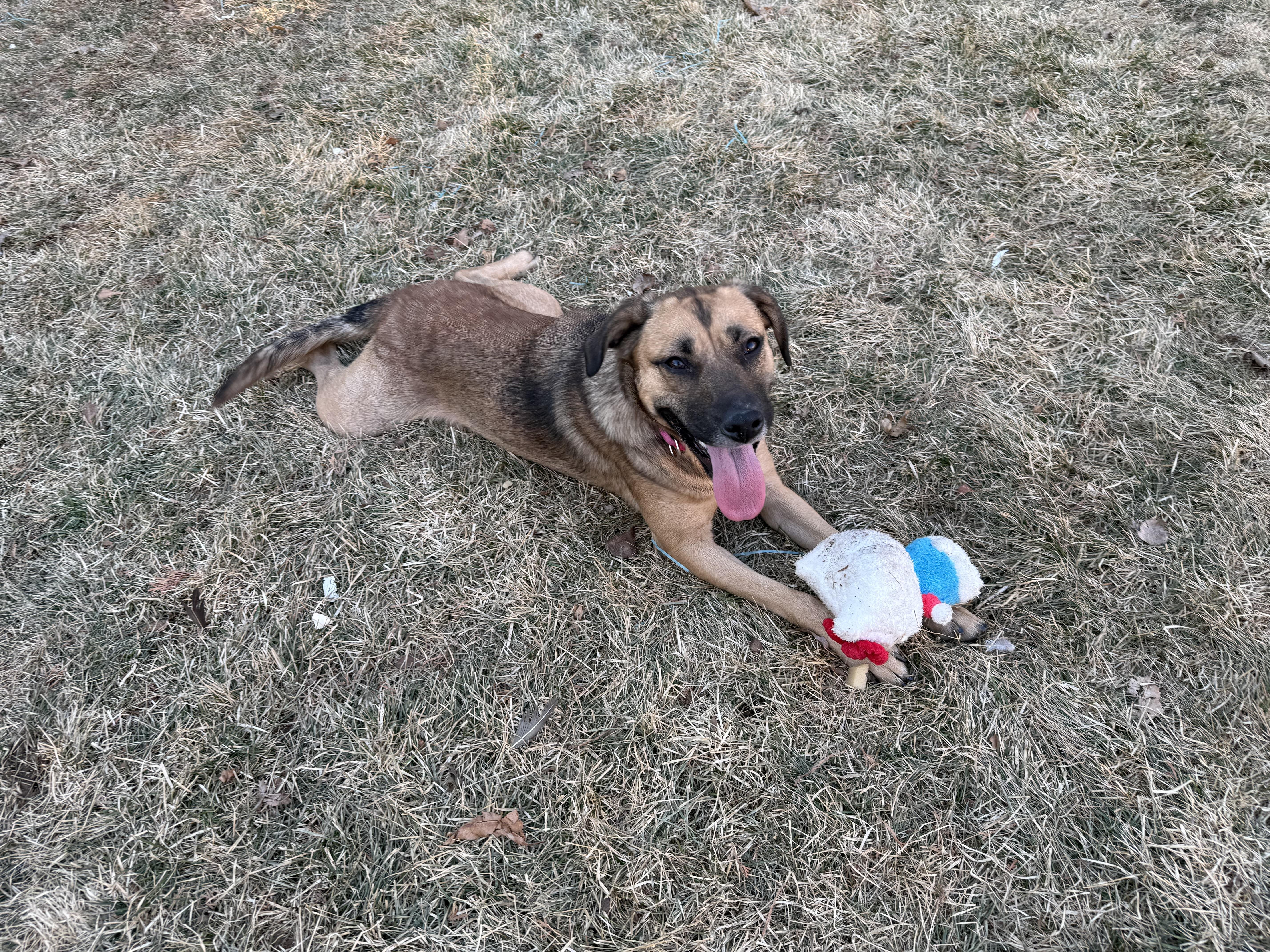 Enlarge Hazel, a ADOPTABLE Mixed Breed in Byron, IL image 5/6