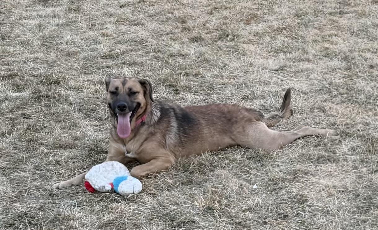 Enlarge Hazel, a ADOPTABLE Mixed Breed in Byron, IL image 6/6