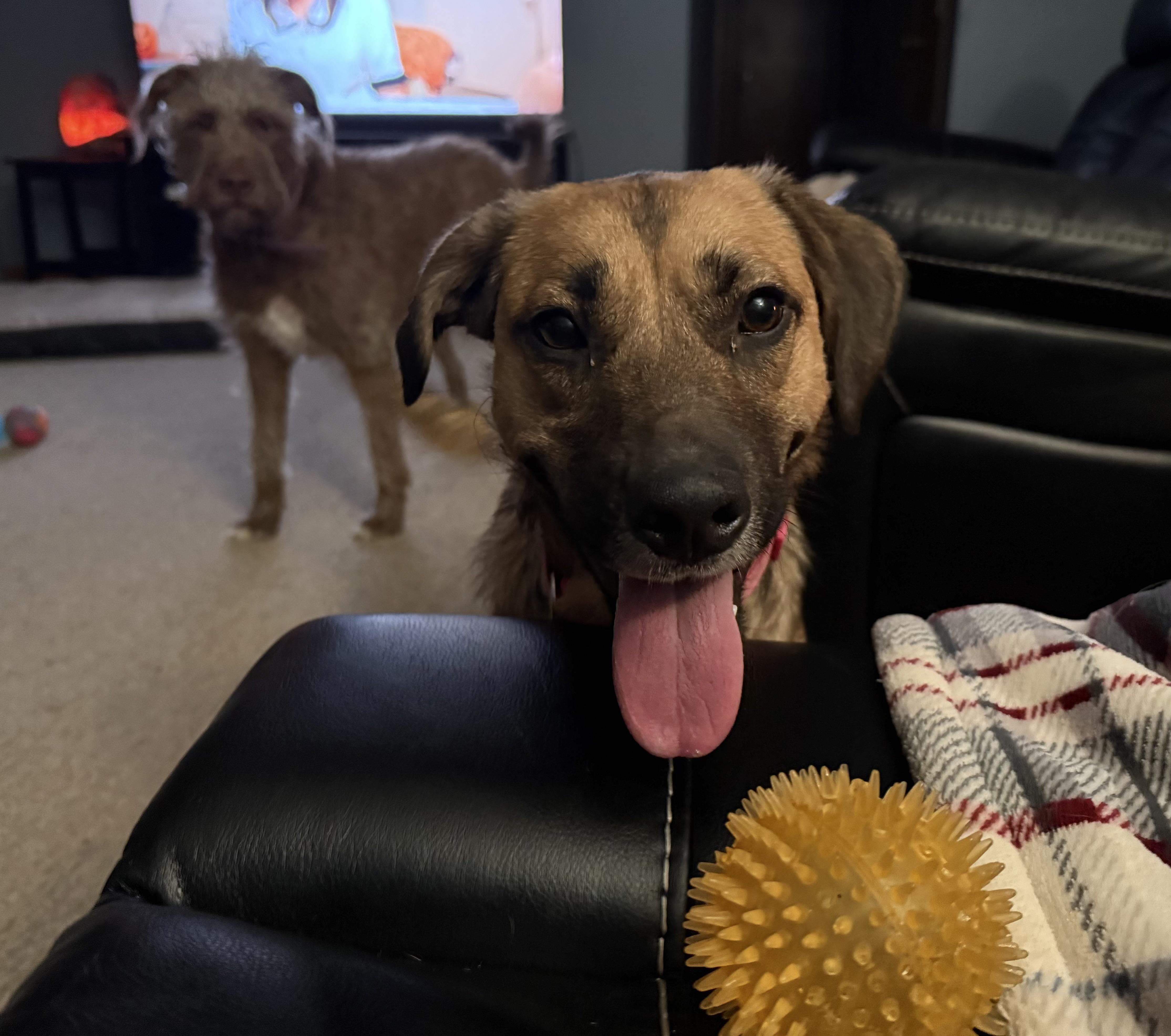 Enlarge Hazel, a ADOPTABLE Mixed Breed in Byron, IL image 2/6