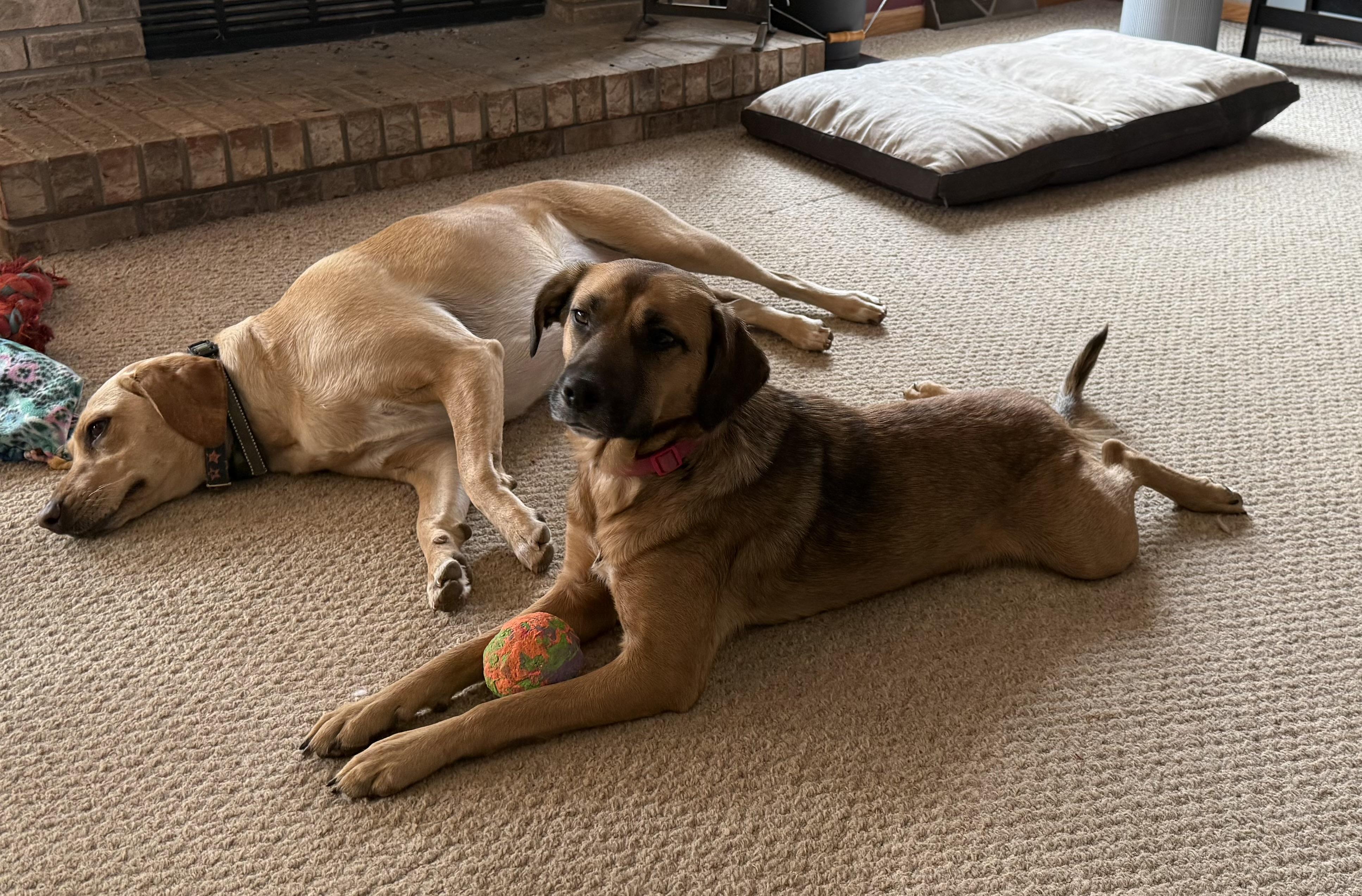 Enlarge Hazel, a ADOPTABLE Mixed Breed in Byron, IL image 1/6