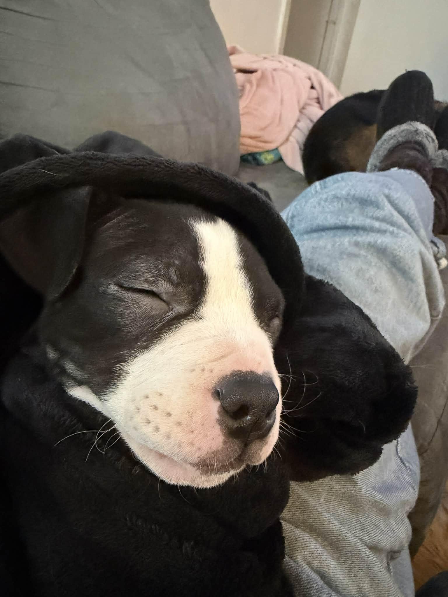 Enlarge Biscuit, a Adoptable mixed breed in St. Clair Shores, MI image 1/6