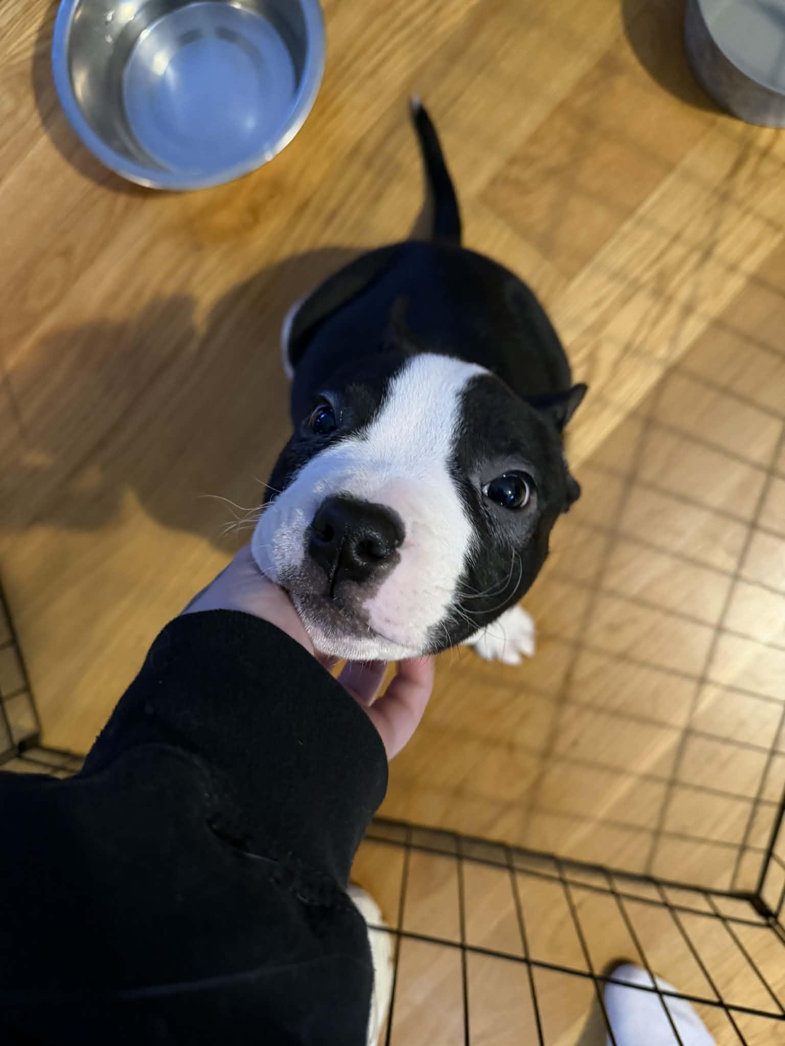 Biscuit — thumbnail 2