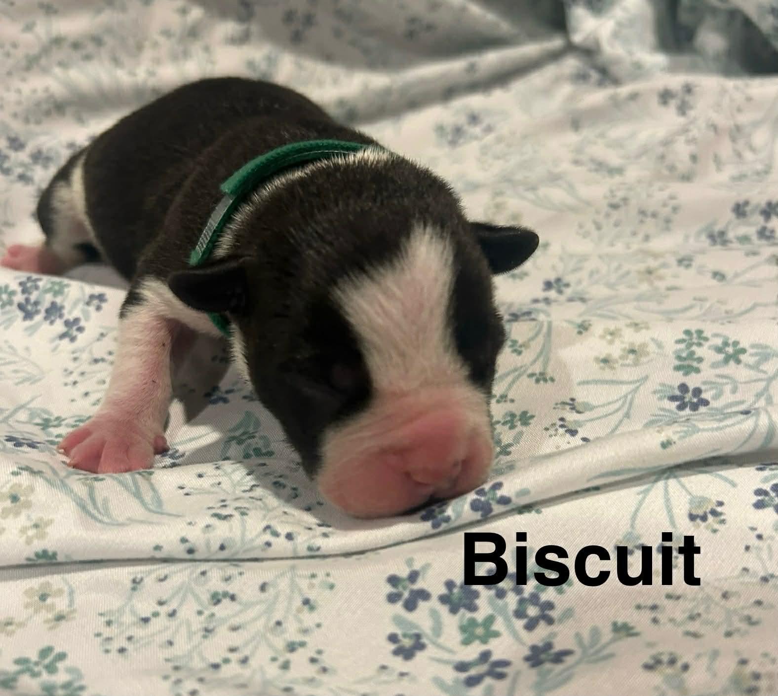 Enlarge Biscuit, a Adoptable mixed breed in St. Clair Shores, MI image 5/6
