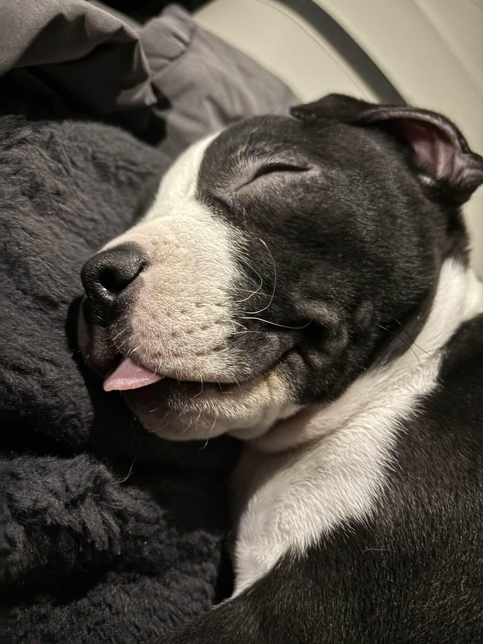 Enlarge Biscuit, a Adoptable mixed breed in St. Clair Shores, MI image 6/6