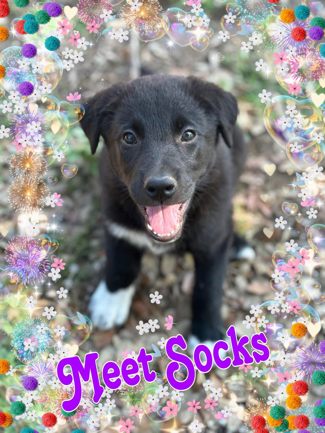 Enlarge Socks, a Adoptable mixed breed in San Antonio, TX image 1/1