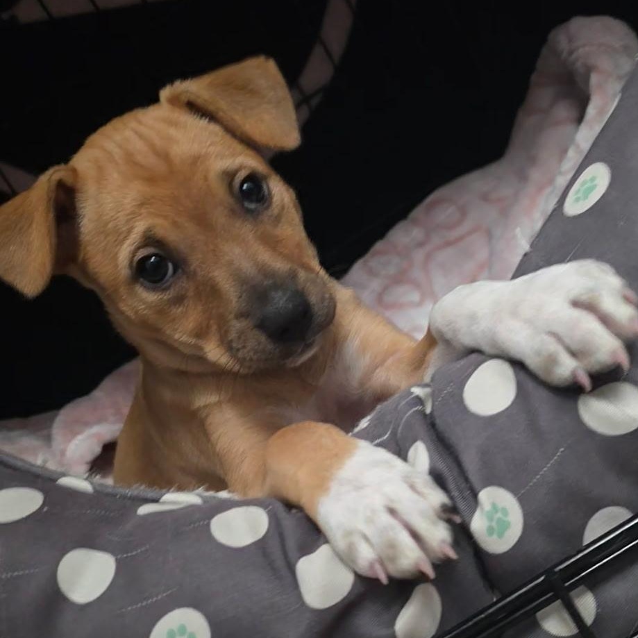 Lolita - THe Whole Lota Love Pup, a Adoptable mixed breed in PORTLAND, ME image 1/4