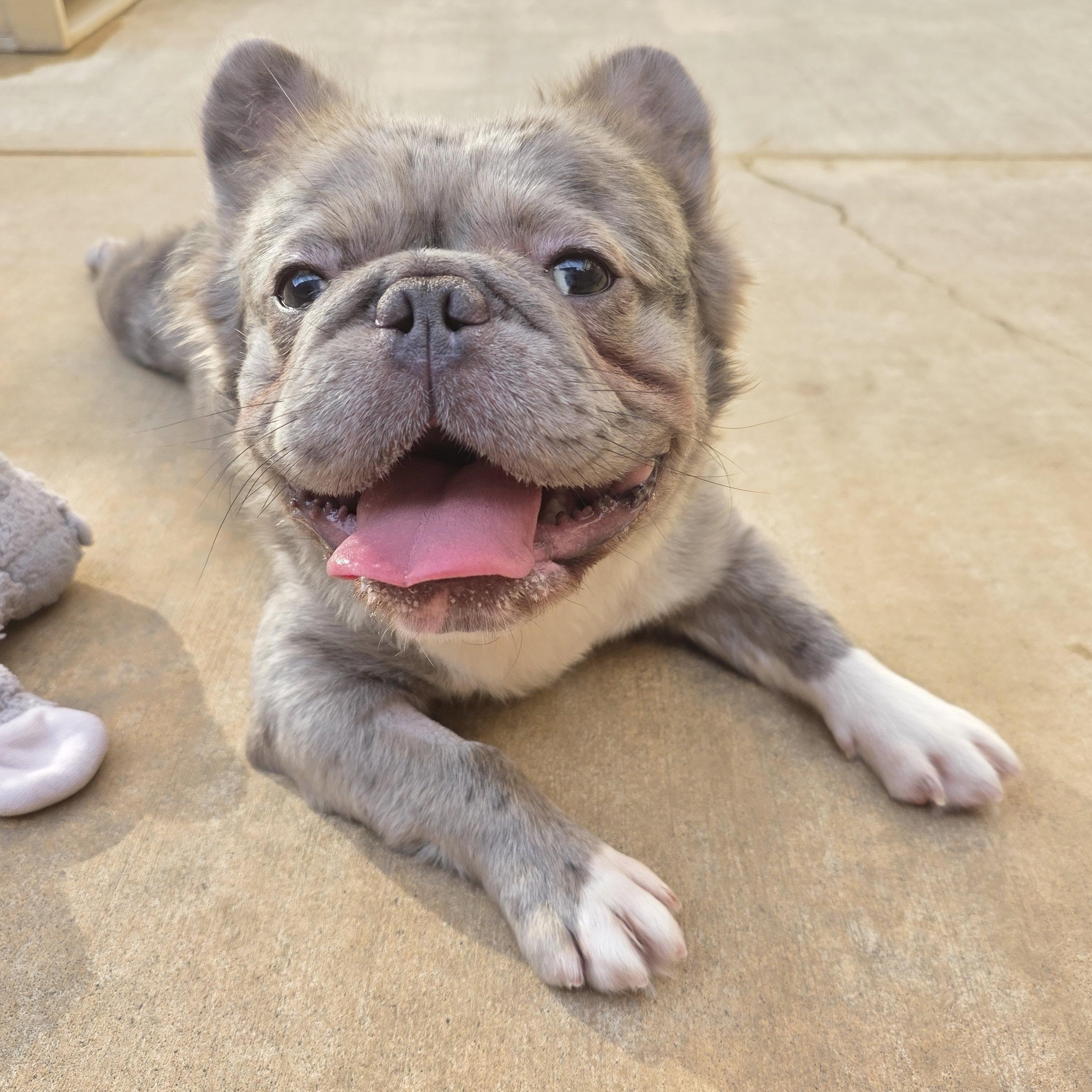 Enlarge Wyatt, a Adopted French Bulldog in Wheeling, IL image 6/6