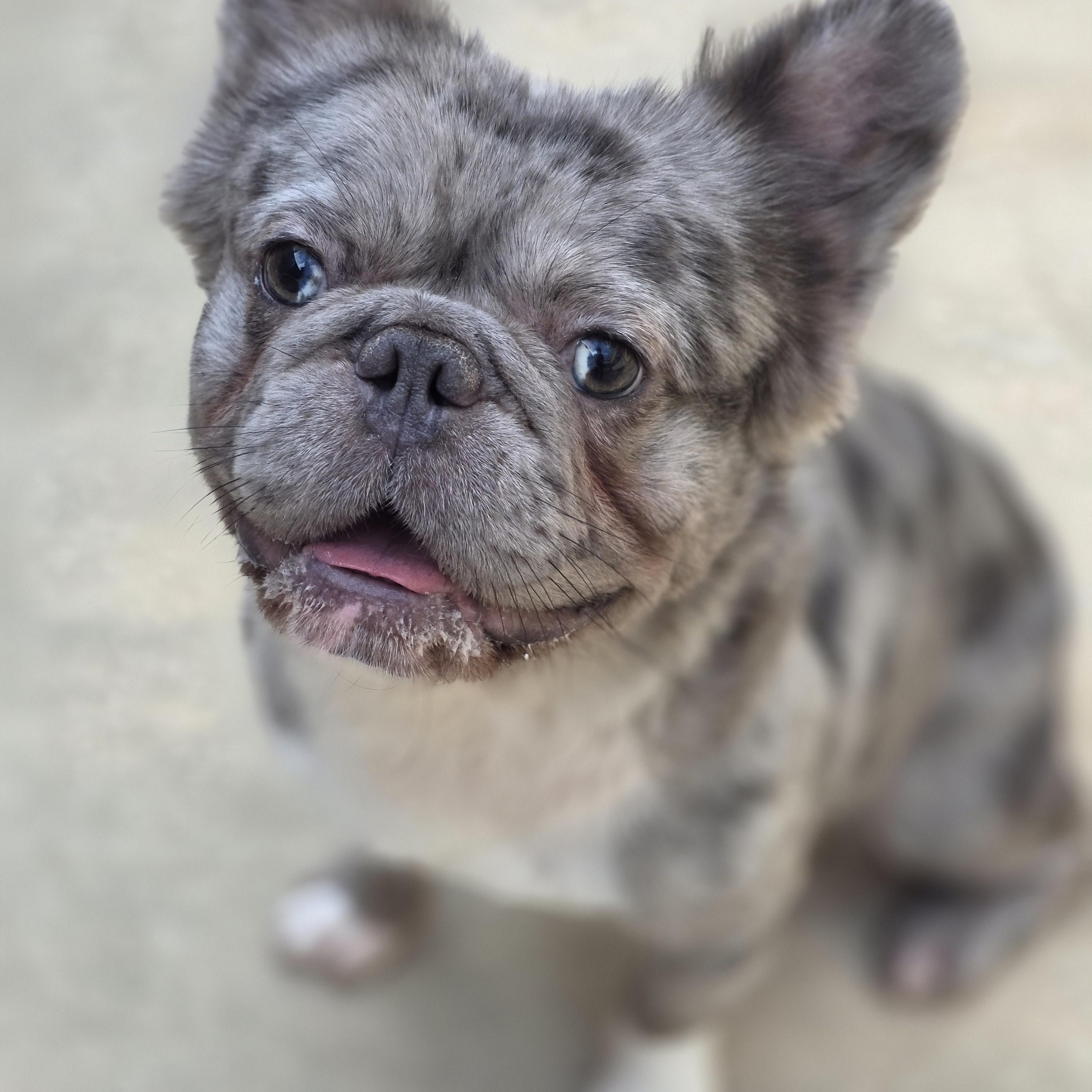 Enlarge Wyatt, a Adopted French Bulldog in Wheeling, IL image 5/6