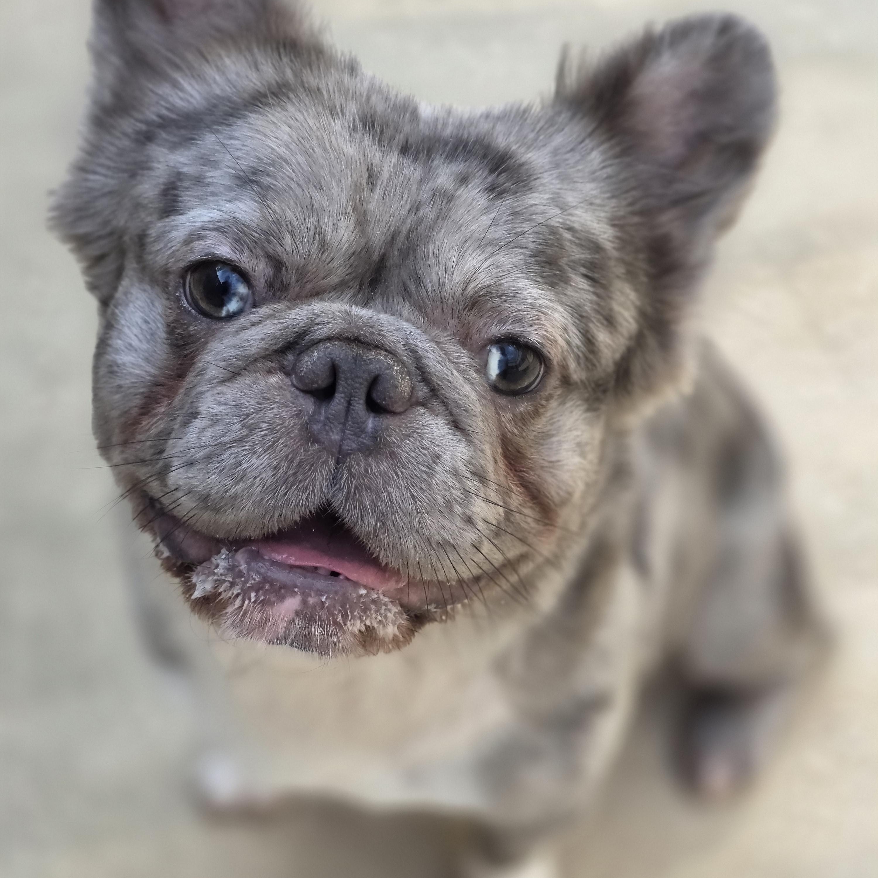 Enlarge Wyatt, a Adopted French Bulldog in Wheeling, IL image 1/6