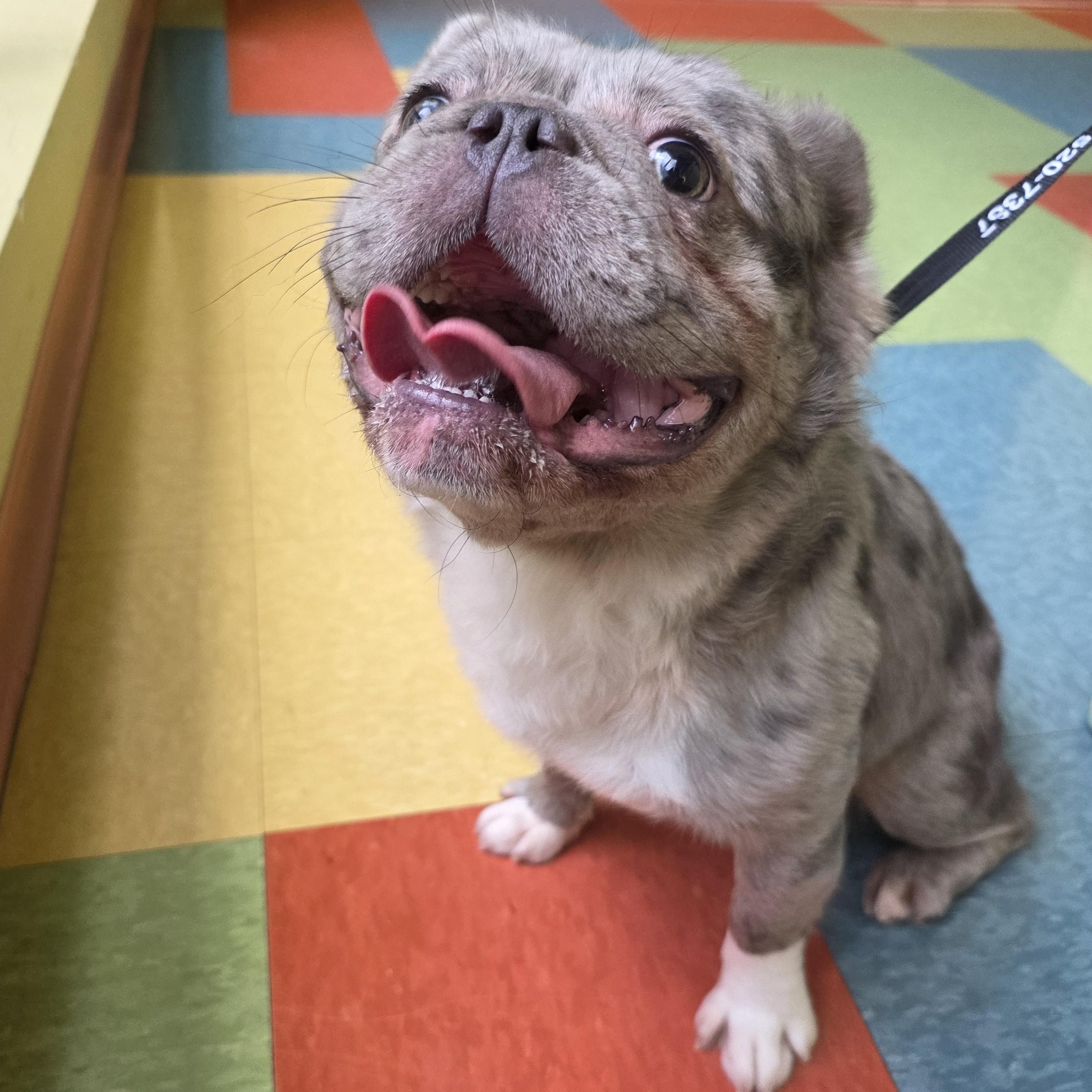 Enlarge Wyatt, a Adopted French Bulldog in Wheeling, IL image 2/6