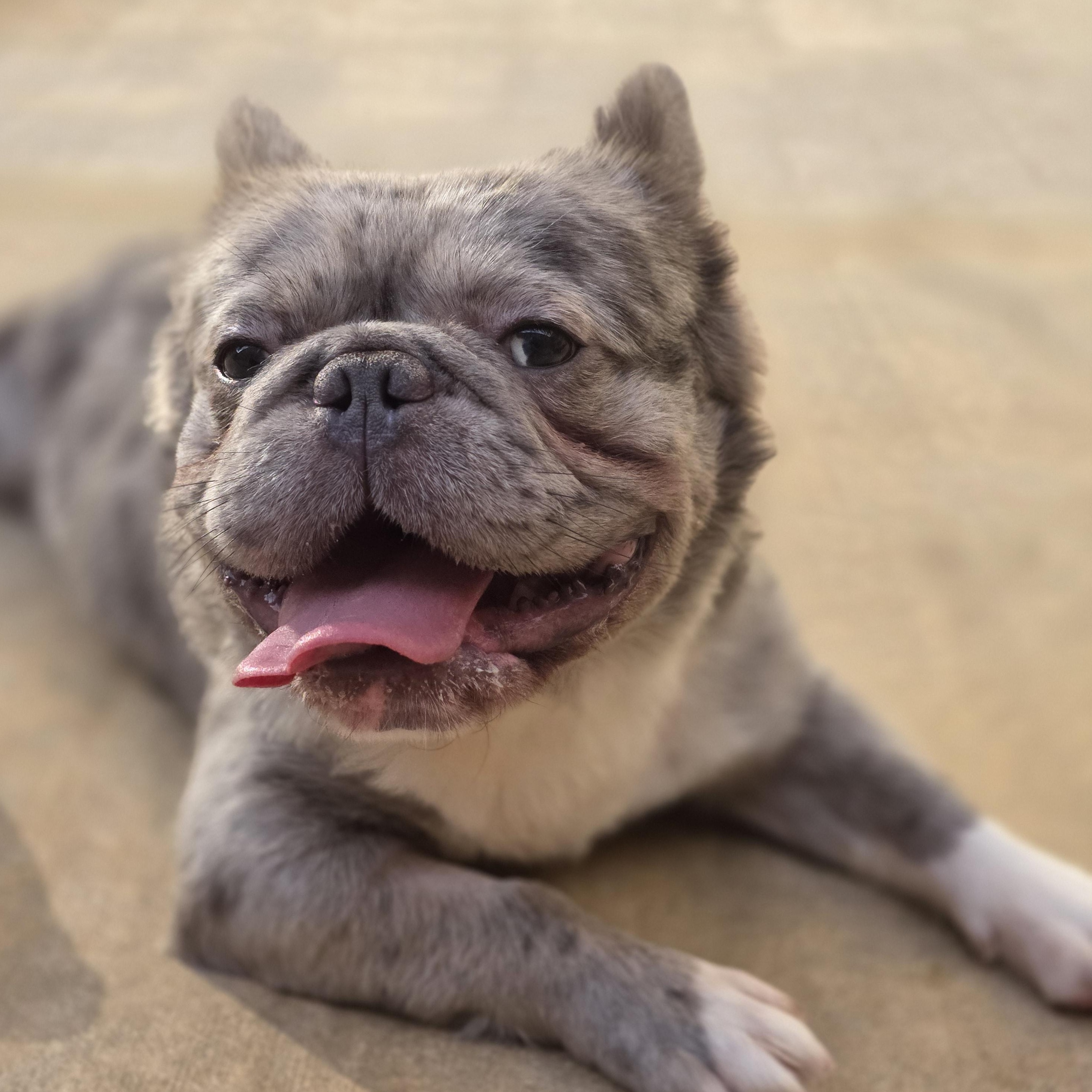 Enlarge Wyatt, a Adopted French Bulldog in Wheeling, IL image 4/6