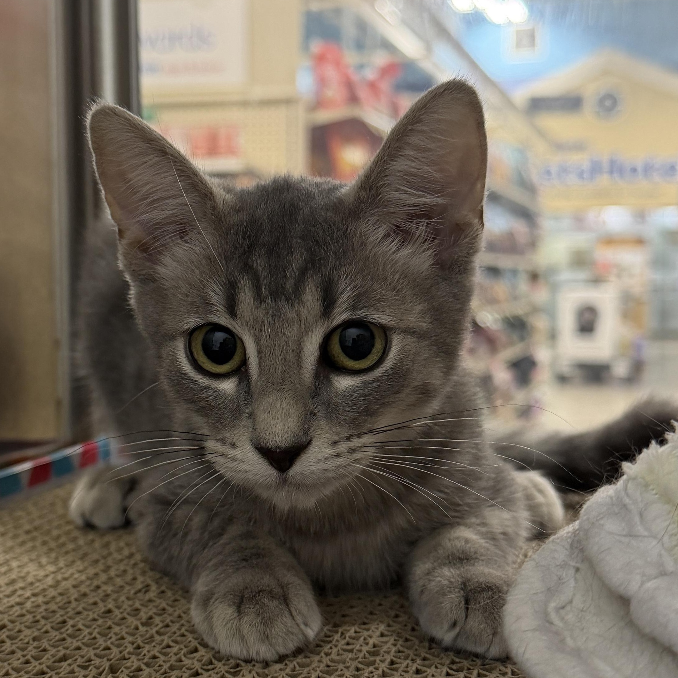 Enlarge Kit, a Adoptable Domestic Short Hair in Chandler, AZ image 2/4