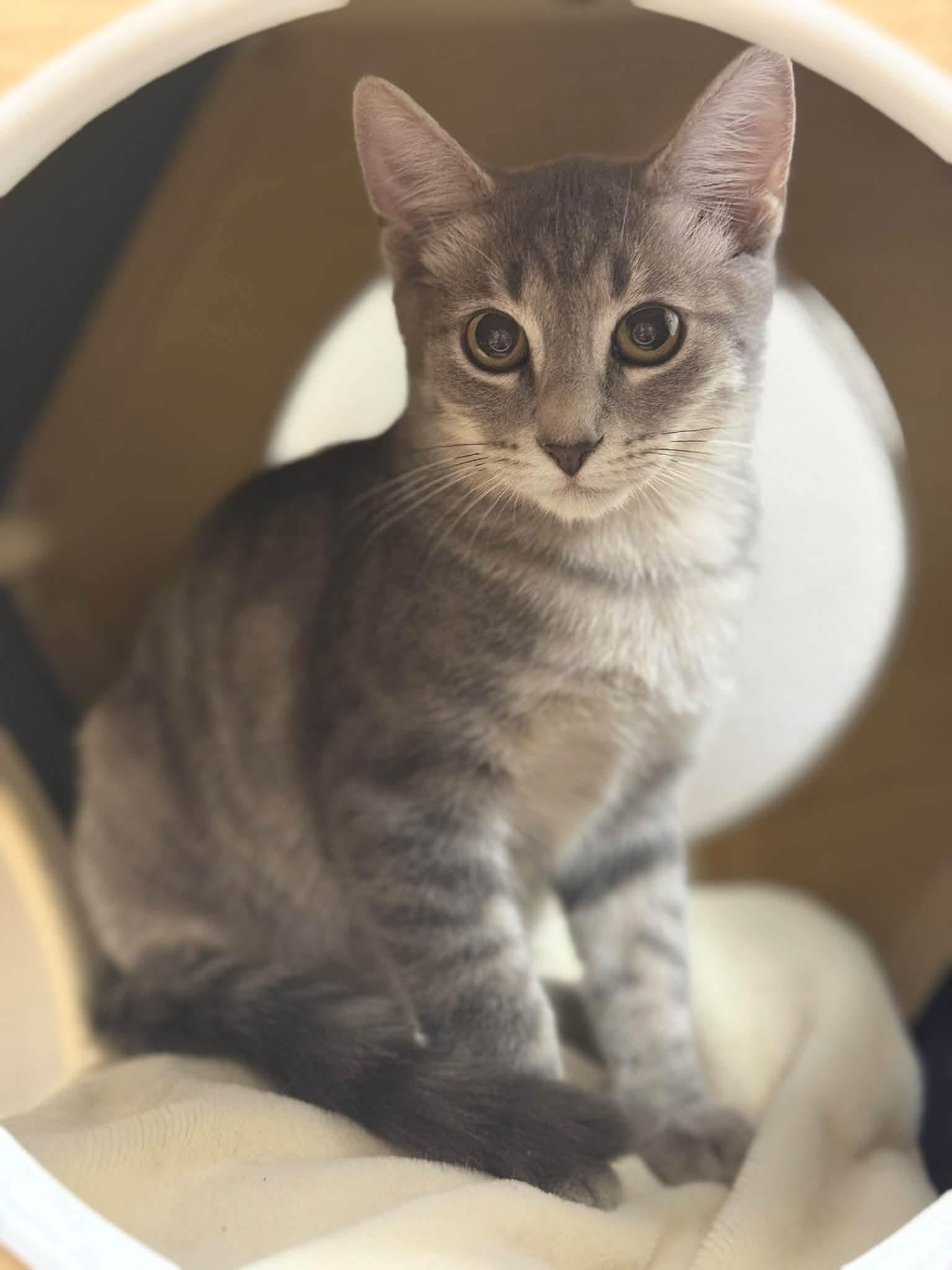 Kit, Adoptable, Kitten Male Domestic Short Hair.
