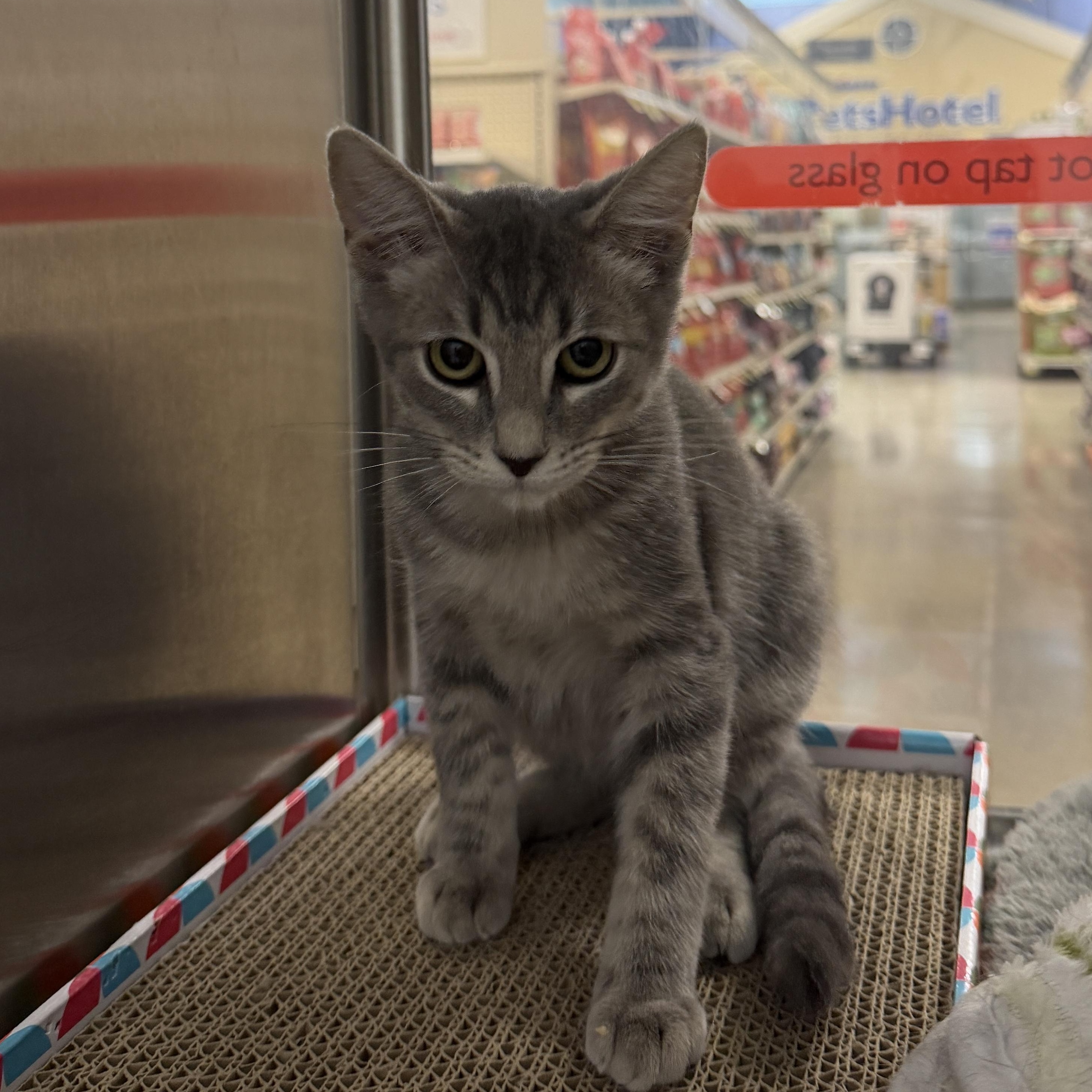Enlarge Kit, a Adoptable Domestic Short Hair in Chandler, AZ image 4/4