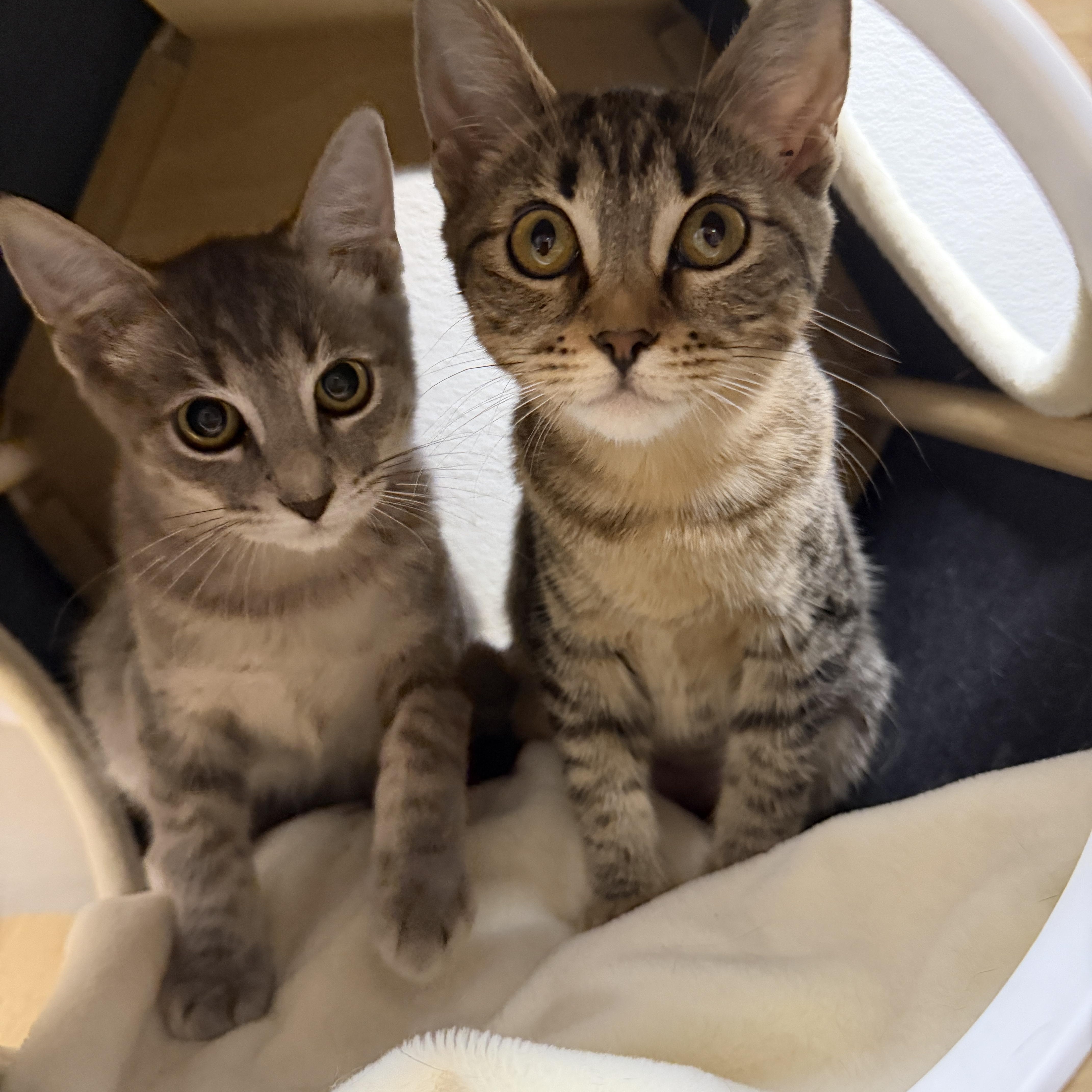 Enlarge Kit, a Adoptable Domestic Short Hair in Chandler, AZ image 3/4