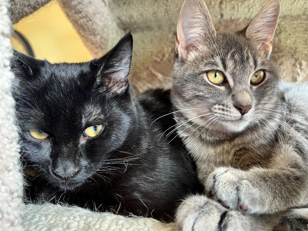 Enlarge Shiloh *MUST BE ADOPTED WITH NICKLE OR AS A BUDDY*, a Adopted Domestic Short Hair in Toronto, ON image 1/5