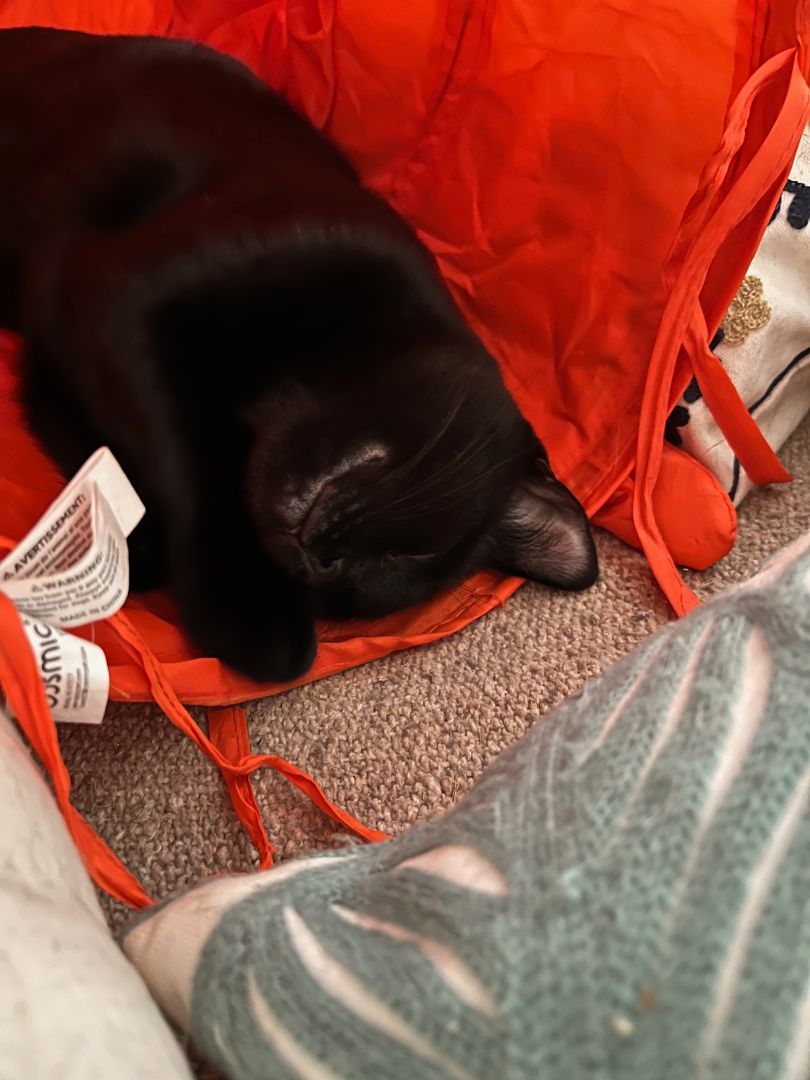 Enlarge Shiloh *MUST BE ADOPTED WITH NICKLE OR AS A BUDDY*, a Adopted Domestic Short Hair in Toronto, ON image 2/5