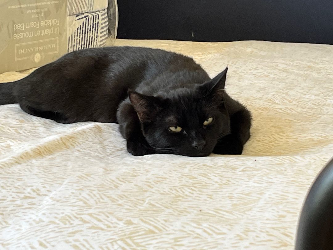 Enlarge Shiloh *MUST BE ADOPTED WITH NICKLE OR AS A BUDDY*, a Adopted Domestic Short Hair in Toronto, ON image 3/5