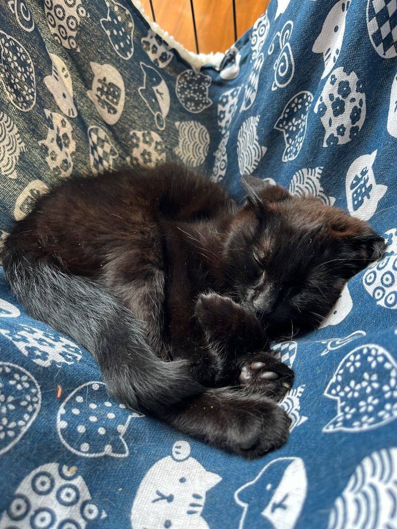 Enlarge Shiloh *MUST BE ADOPTED WITH NICKLE OR AS A BUDDY*, a Adopted Domestic Short Hair in Toronto, ON image 4/5