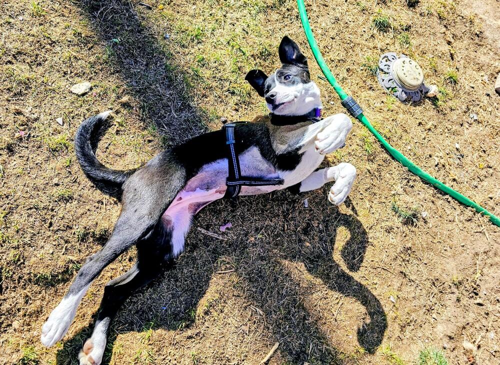 Merlot, Adoptable, Puppy Female Mixed Breed.