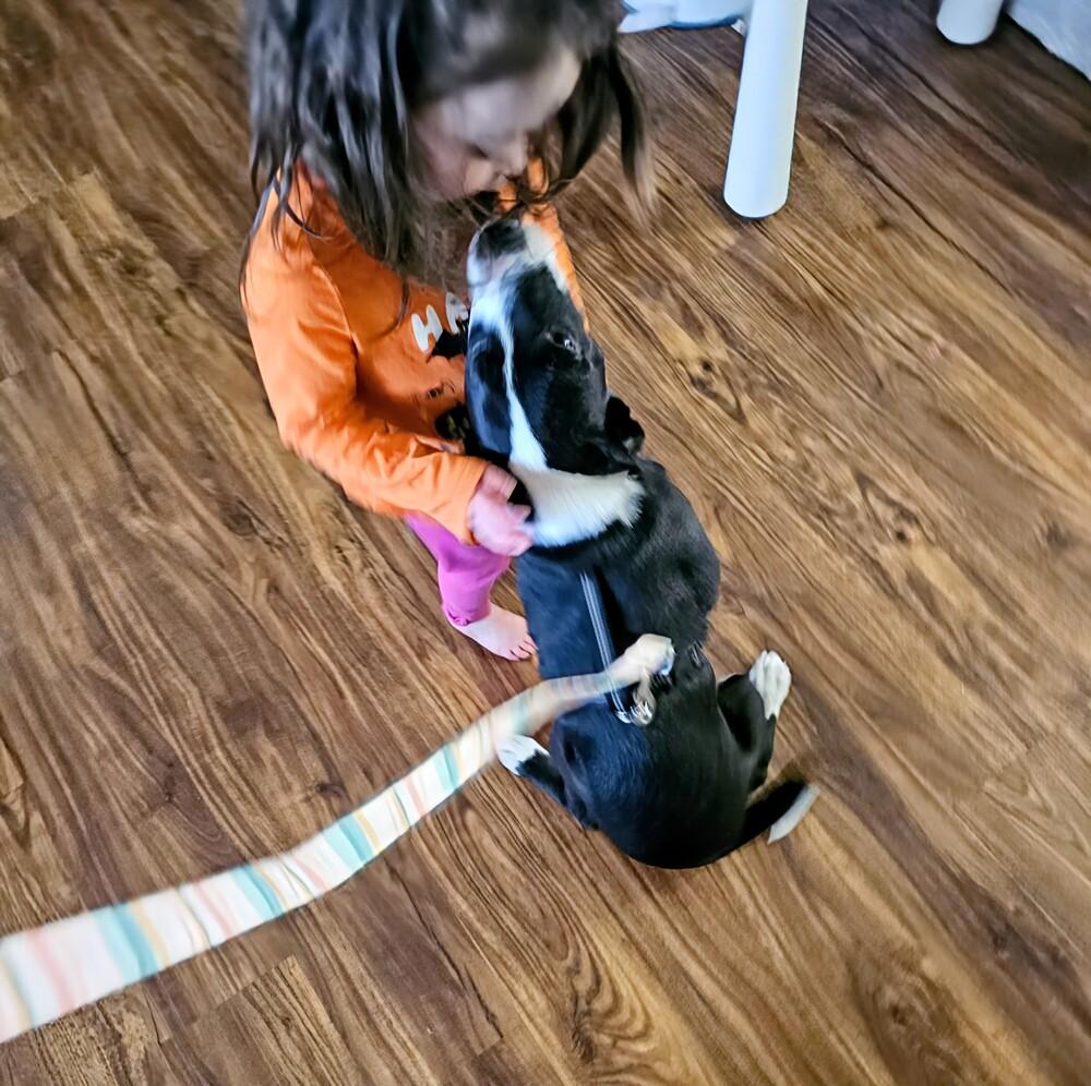 Enlarge Merlot, a Adoptable mixed breed in Colorado Springs, CO image 2/6