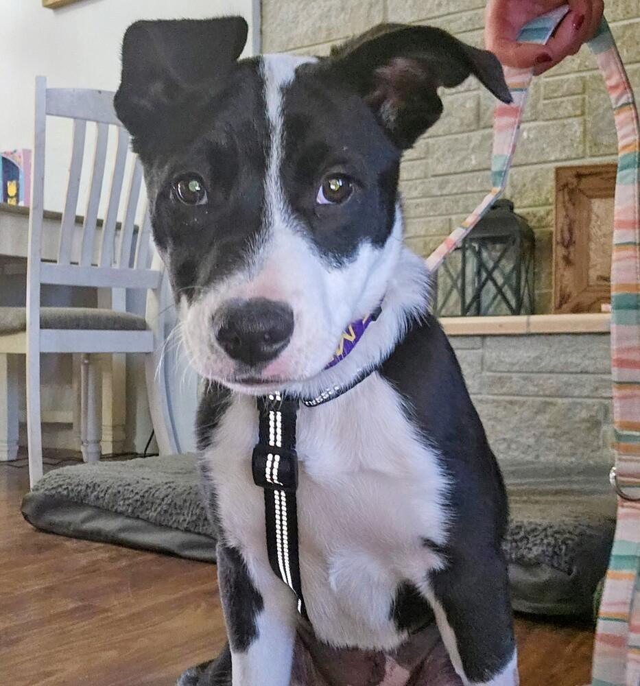 Enlarge Merlot, a Adoptable mixed breed in Colorado Springs, CO image 3/6