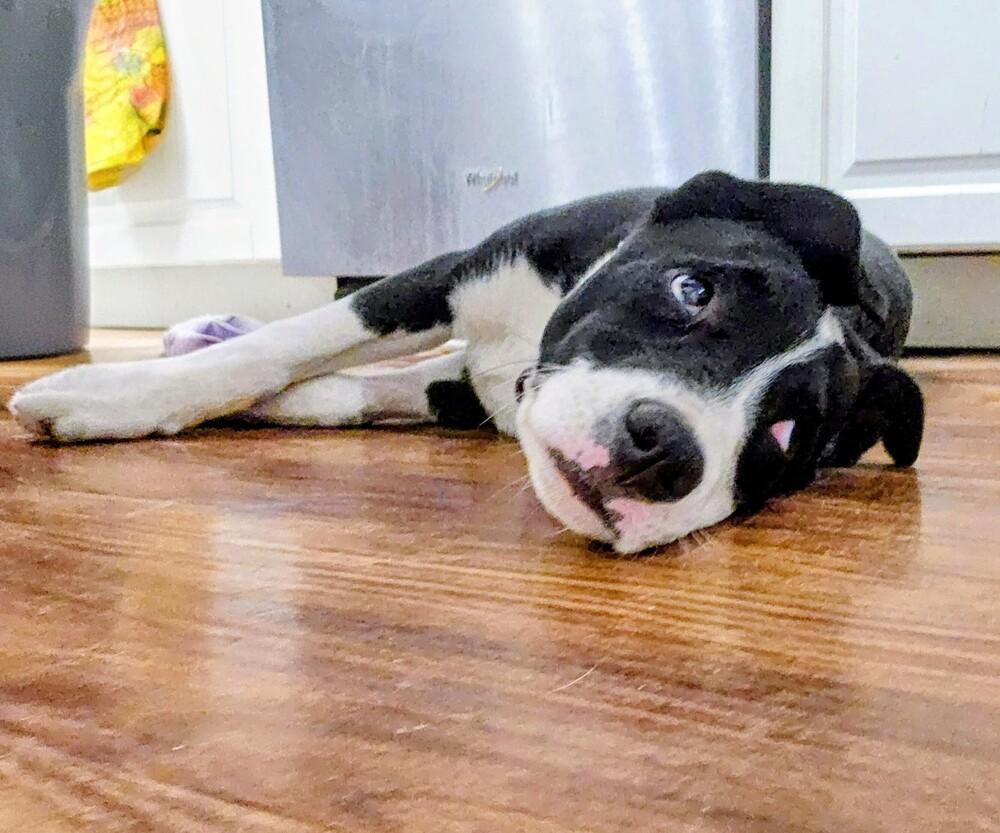 Enlarge Merlot, a Adoptable mixed breed in Colorado Springs, CO image 4/6