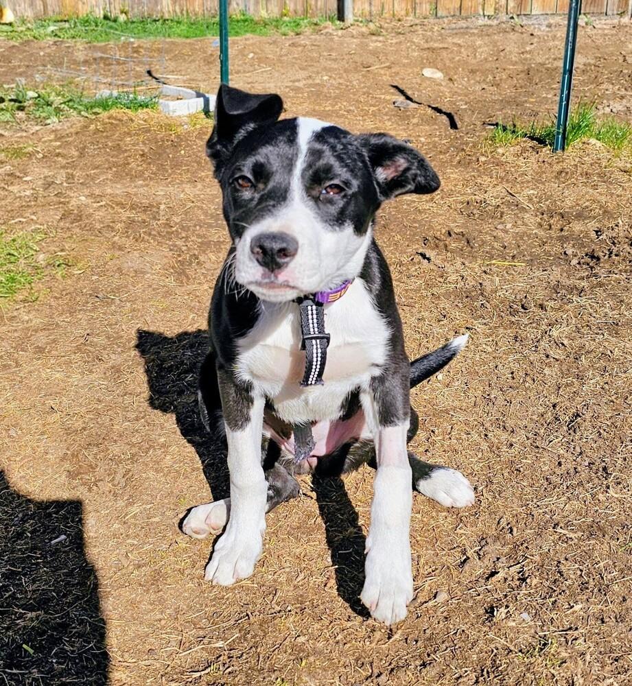 Enlarge Merlot, a Adoptable mixed breed in Colorado Springs, CO image 5/6