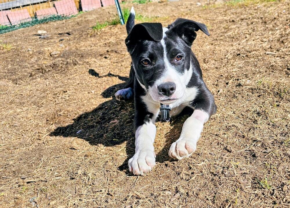 Enlarge Merlot, a Adoptable mixed breed in Colorado Springs, CO image 6/6
