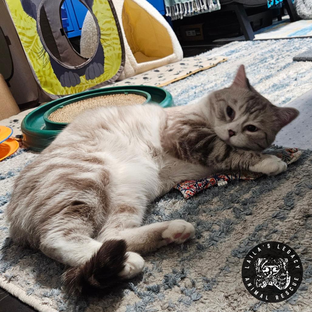 Amais, Adoptable, Young Male Domestic Short Hair.