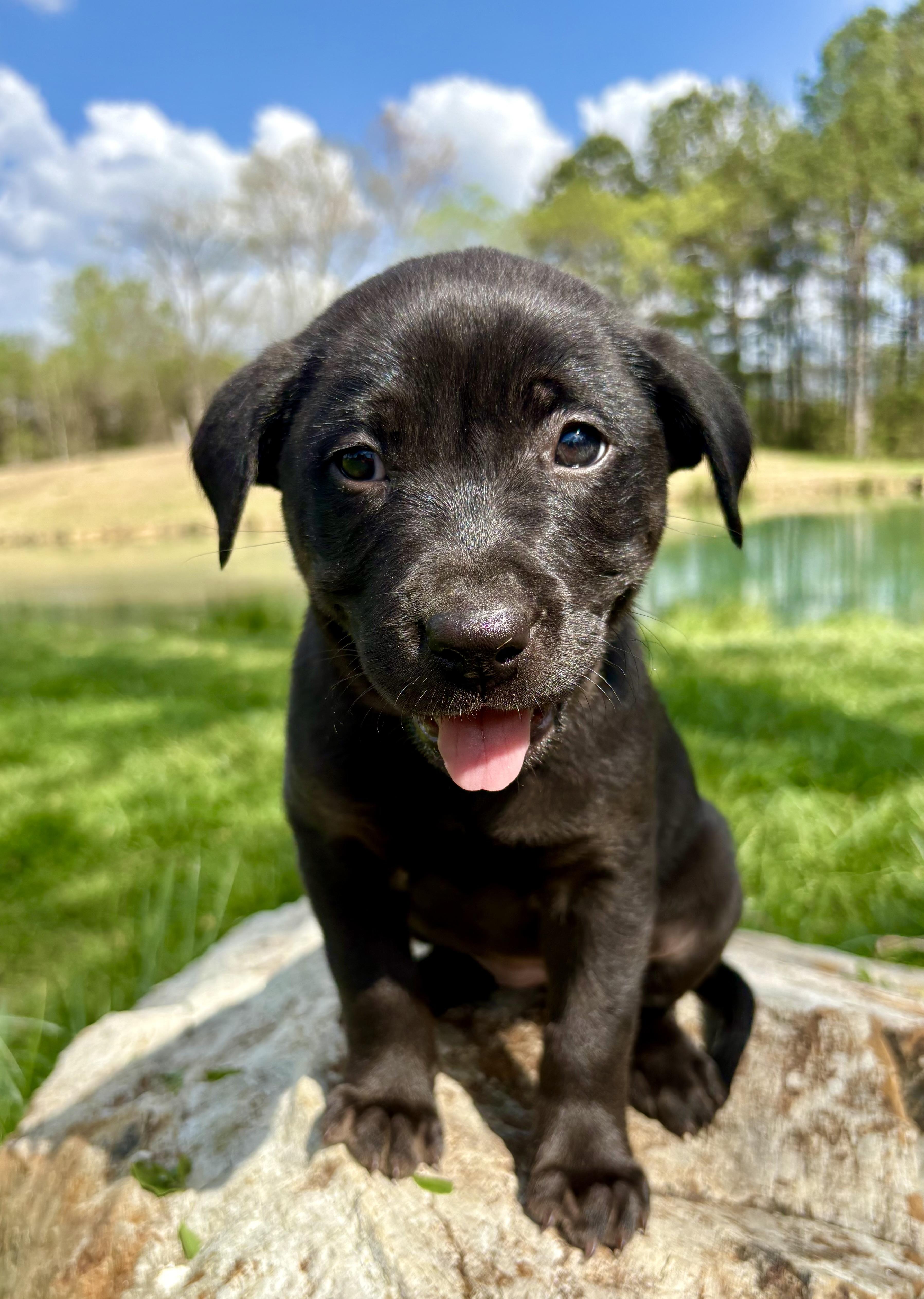 Enlarge Marjoram, a Adoptable mixed breed in Pittsboro, NC image 3/6