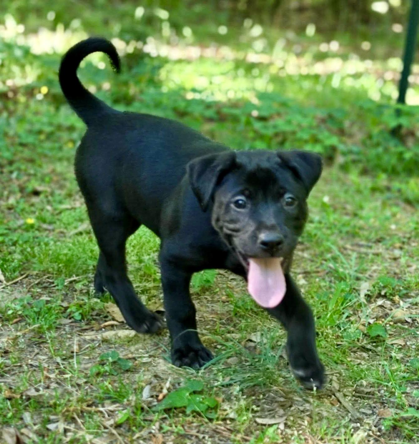 Enlarge Marjoram, a Adoptable mixed breed in Pittsboro, NC image 5/6
