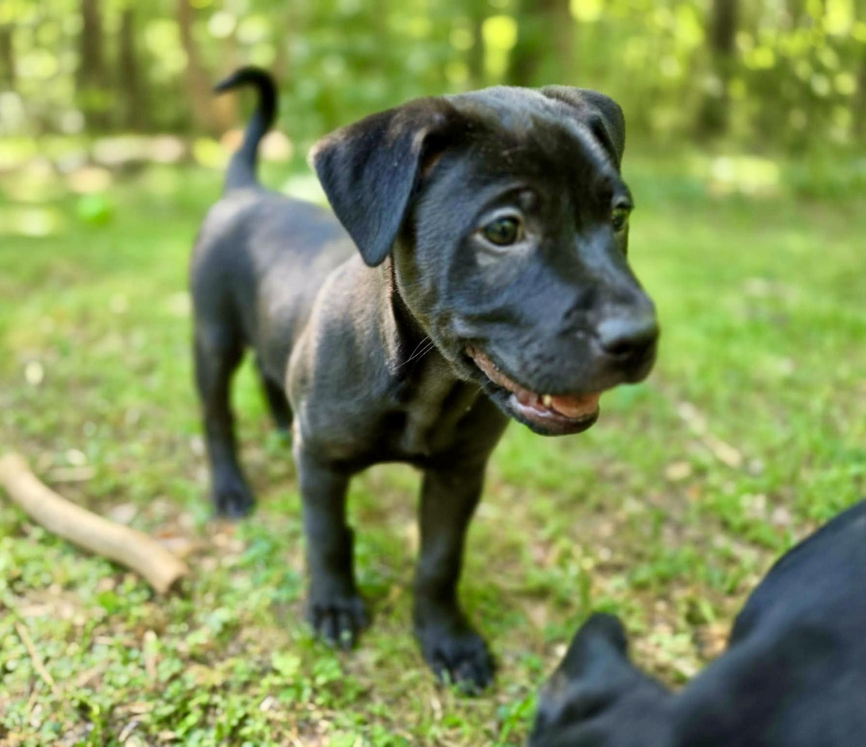 Marjoram, Adoptable, Puppy Female Labrador Retriever.