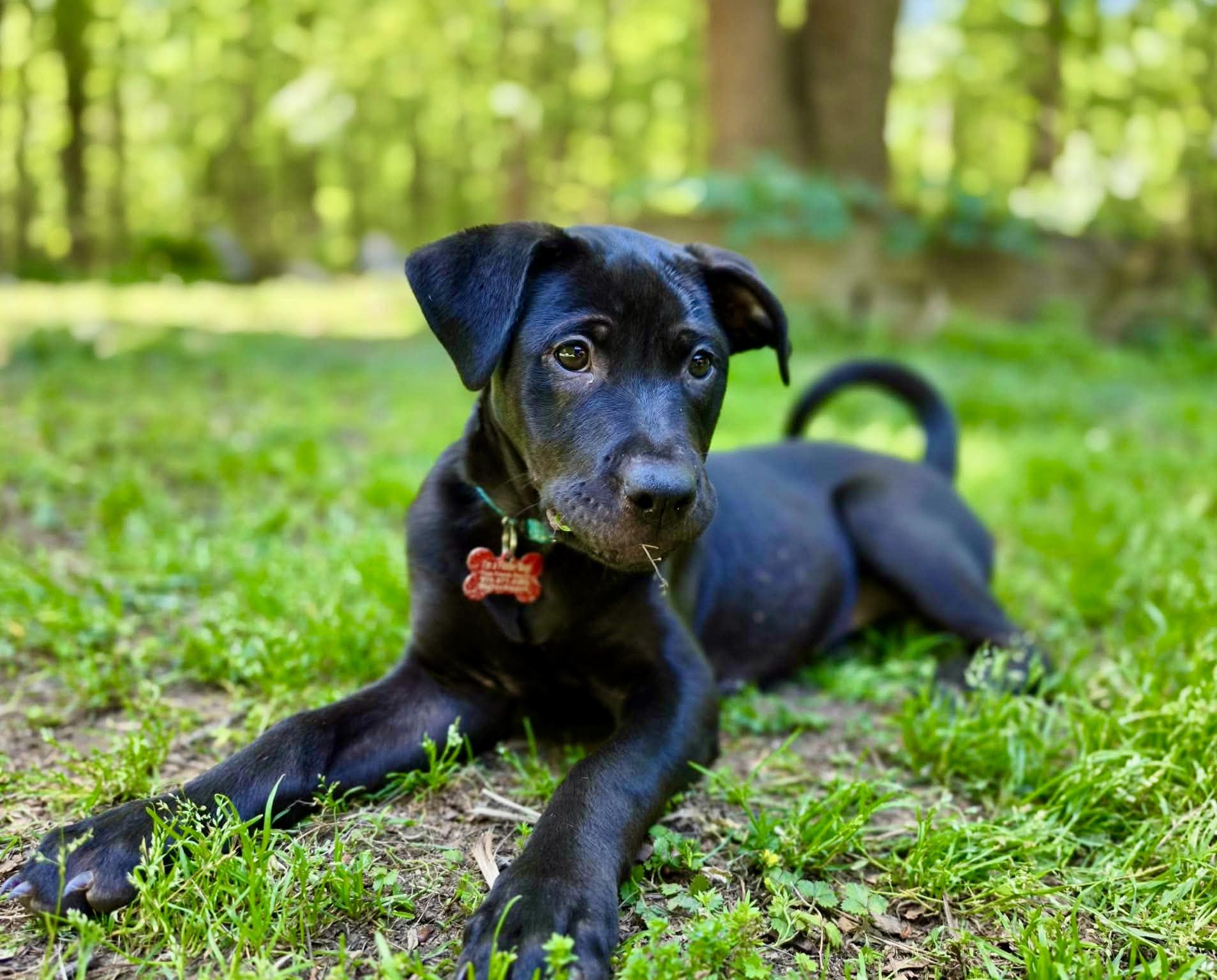 Marjoram, a Adoptable mixed breed in Pittsboro, NC image 2/6