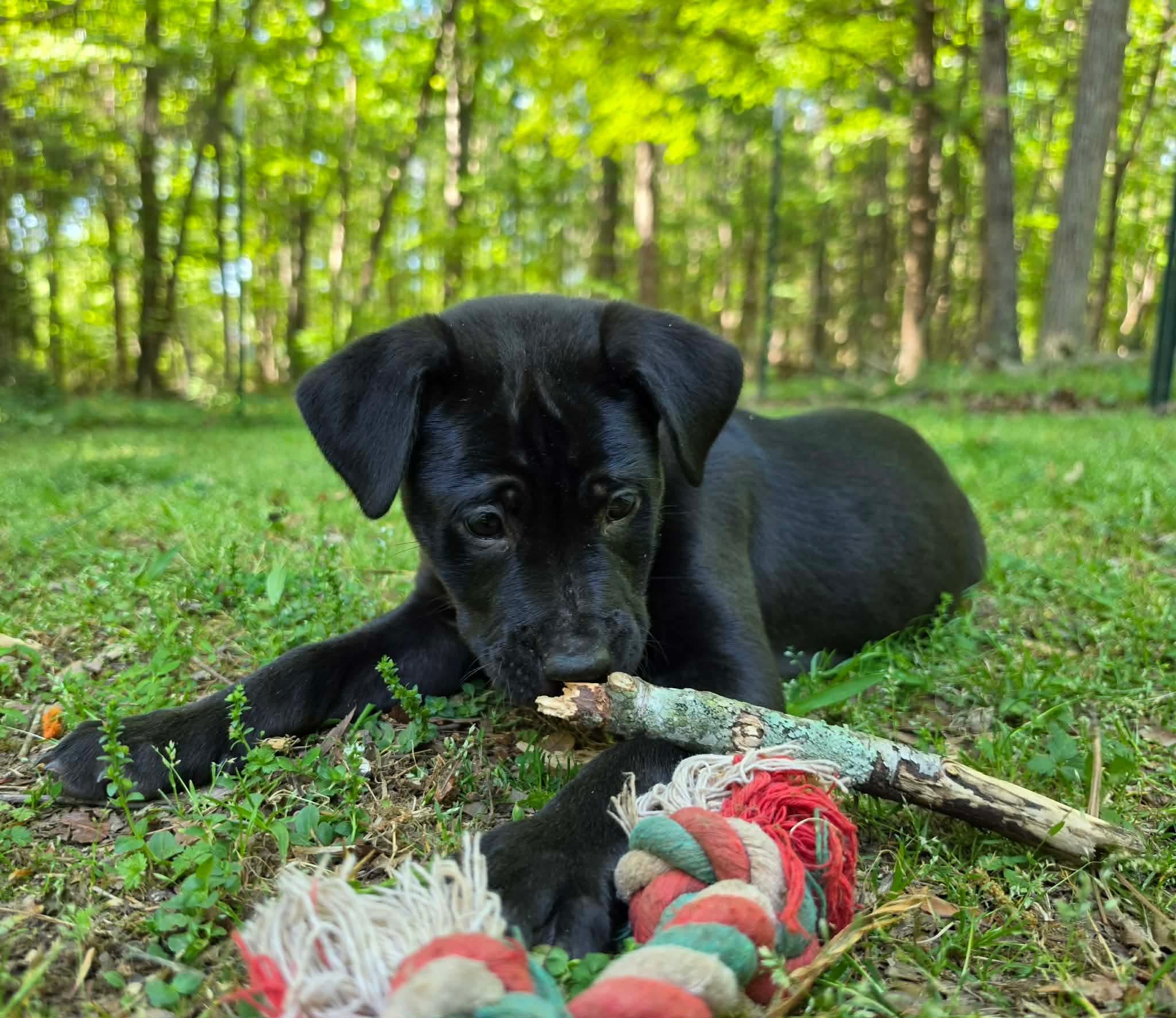 Enlarge Marjoram, a Adoptable mixed breed in Pittsboro, NC image 4/6