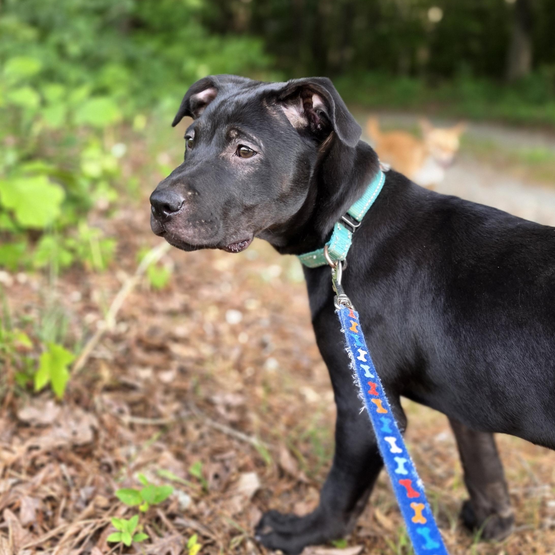 Marjoram, a Adoptable mixed breed in Pittsboro, NC image 2/6