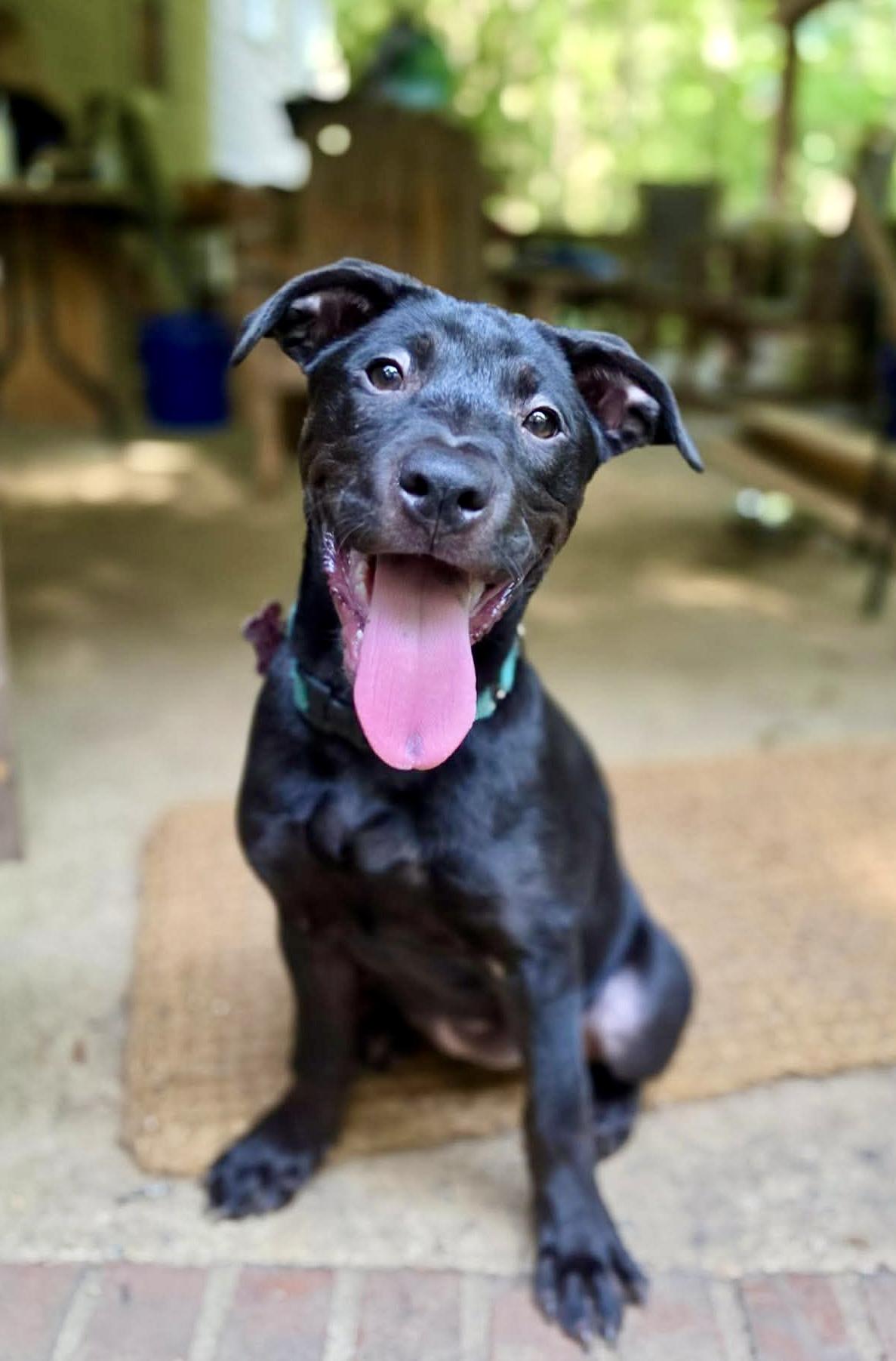 Marjoram, Adoptable, Puppy Female American Staffordshire Terrier & Labrador Retriever.