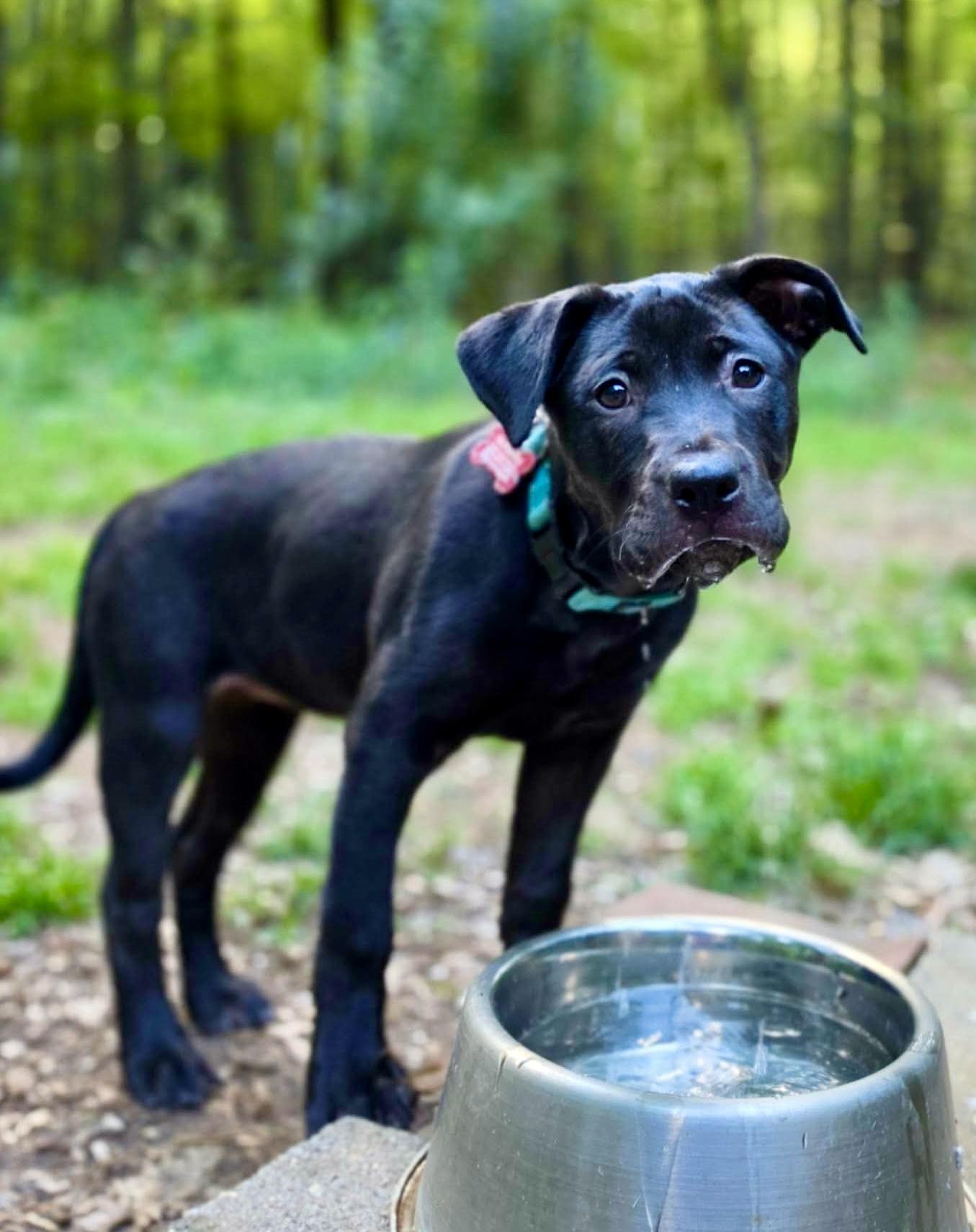 Marjoram, a Adoptable mixed breed in Pittsboro, NC image 3/6