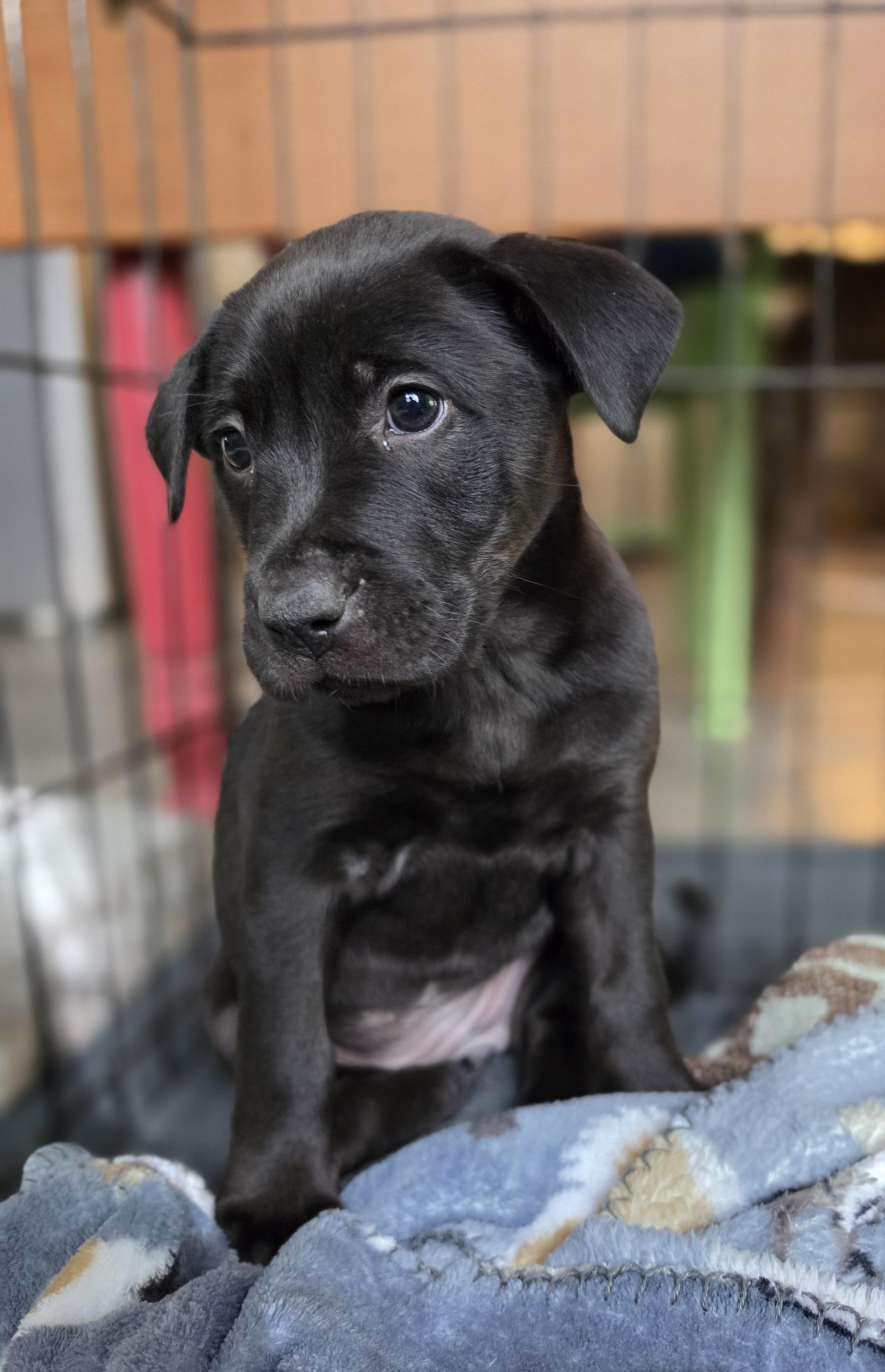 Marjoram, Adoptable, Puppy Female Labrador Retriever.