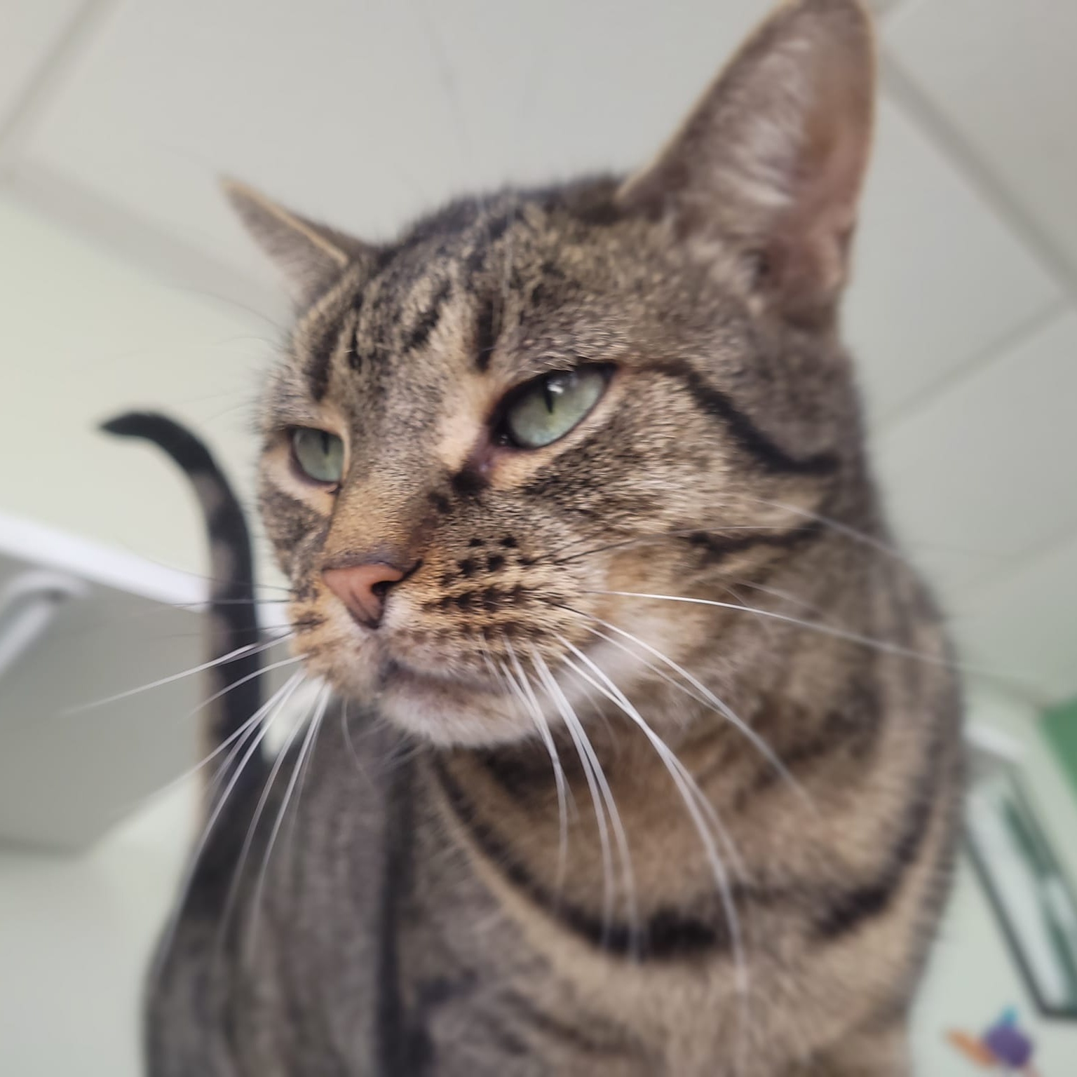 Ellie, a Adoptable mixed breed in Long Beach, NY image 1/4