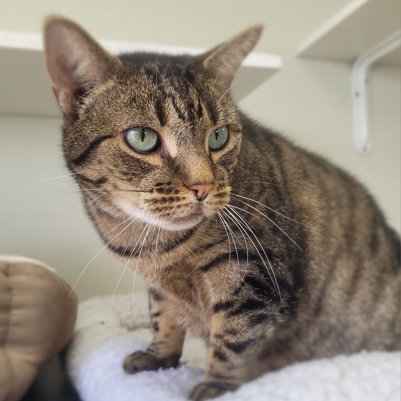 Ellie, a Adoptable mixed breed in Long Beach, NY image 2/4