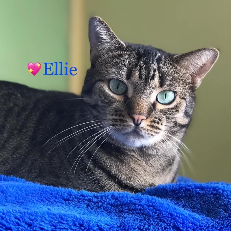 Ellie, a Adoptable mixed breed in Long Beach, NY image 3/4