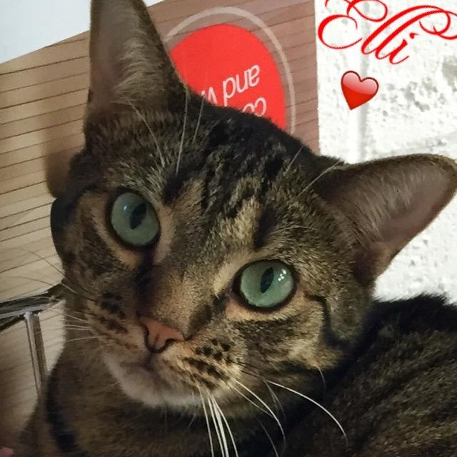 Ellie, a Adoptable mixed breed in Long Beach, NY image 4/4