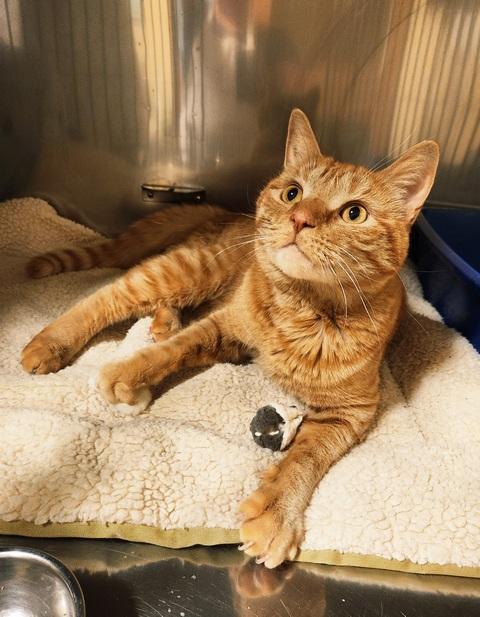 Milosh, a Adoptable Domestic Short Hair in Portland, OR image 1/6