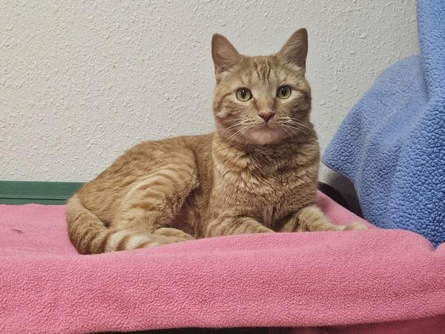 Milosh, a Adoptable Domestic Short Hair in Portland, OR image 2/6