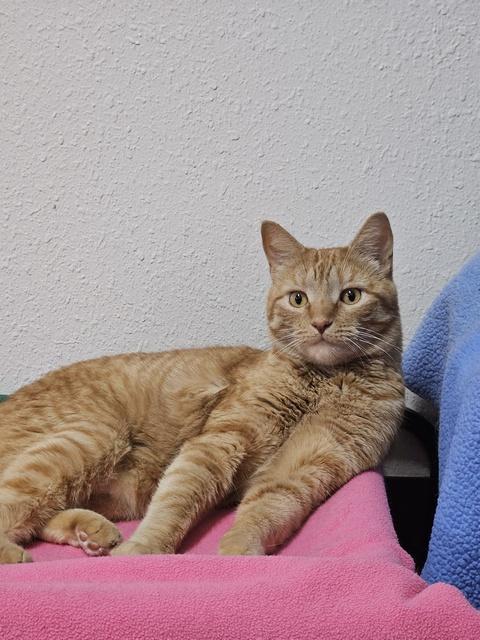 Enlarge Milosh, a Adoptable Domestic Short Hair in Portland, OR image 2/6