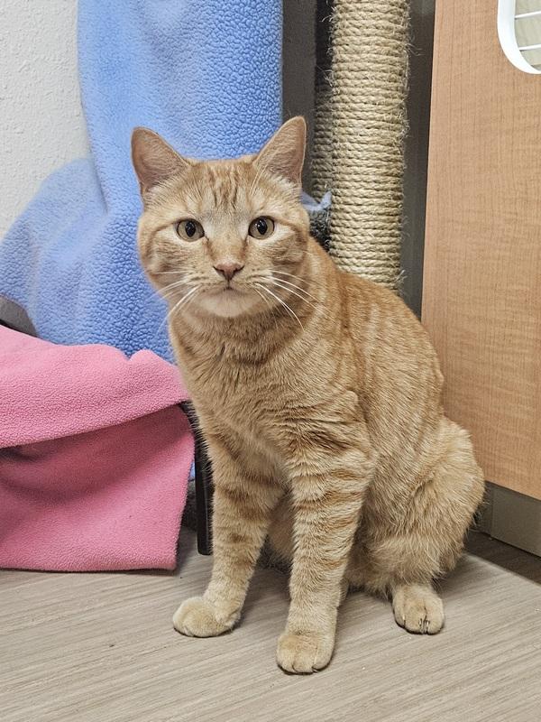 Enlarge Milosh, a Adoptable Domestic Short Hair in Portland, OR image 4/6